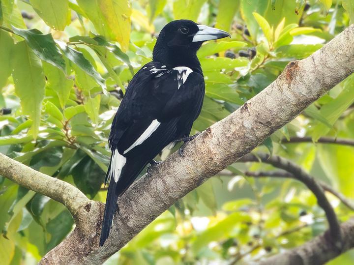 Tagula Butcherbird