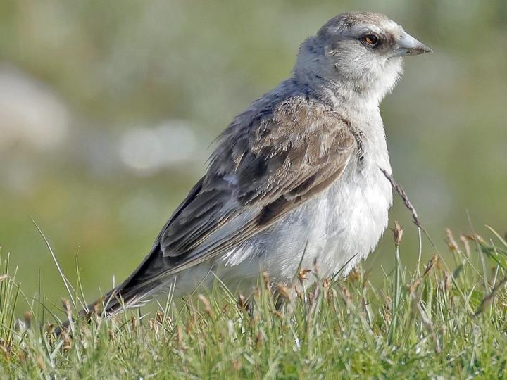 White-rumped Snowfinch
