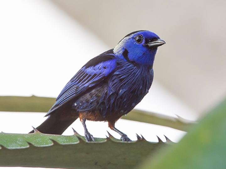 Opal-rumped Tanager