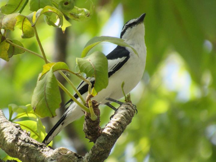White-rumped Triller