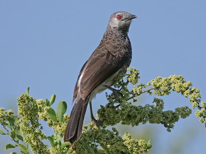 White-rumped Babbler