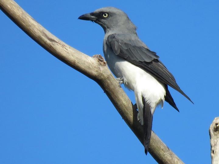 White-rumped Cuckooshrike