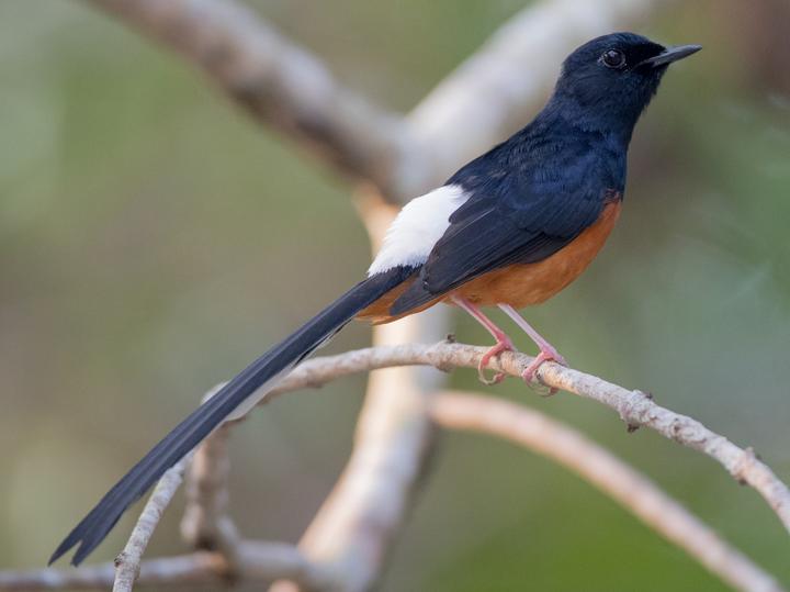 White-rumped Shama