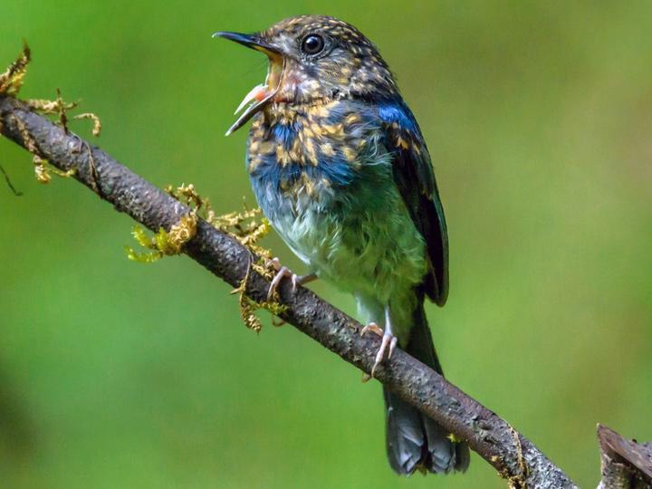 White-bellied Blue Flycatcher