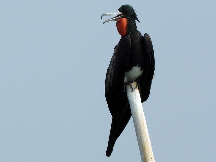 Christmas Frigatebird