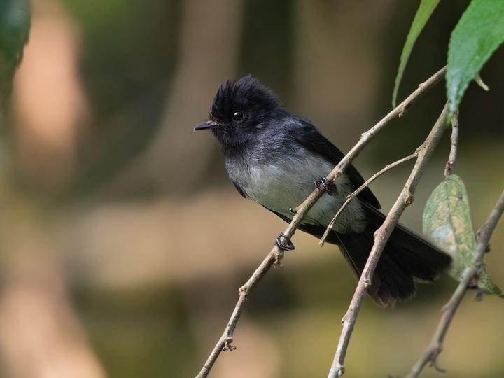 White-bellied Crested Flycatcher