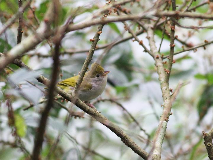 White-bellied Erpornis