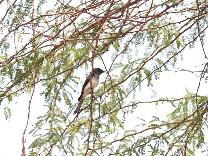 White-bellied Drongo
