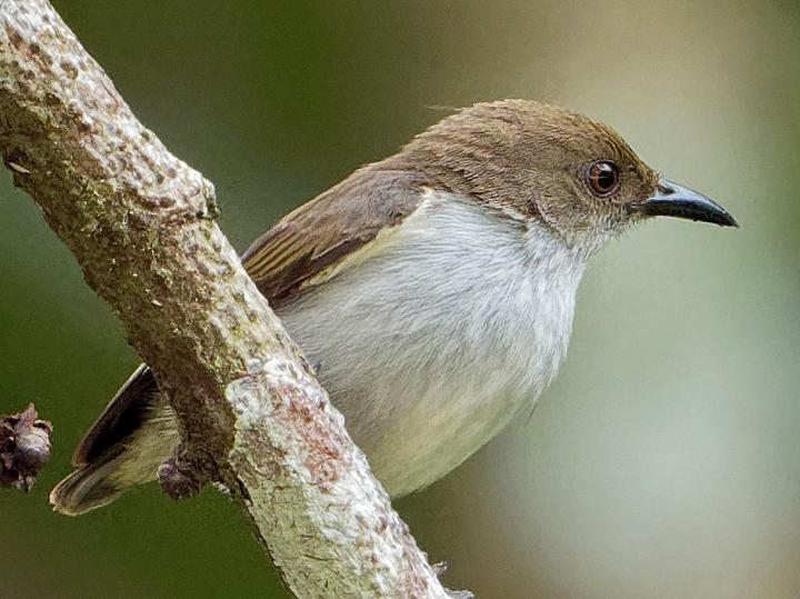 Buzzing Flowerpecker