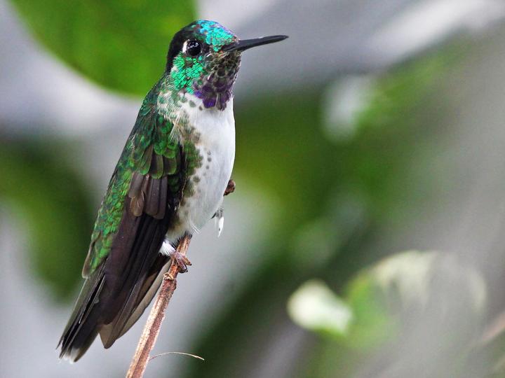 White-bellied Mountaingem