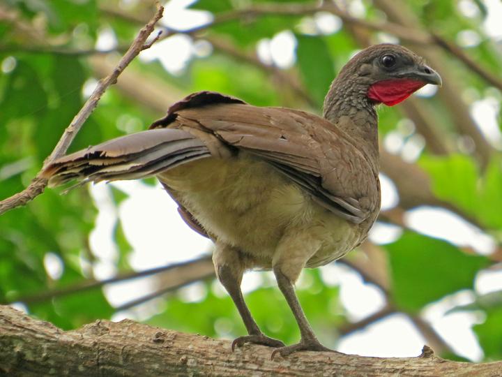 White-bellied Chachalaca