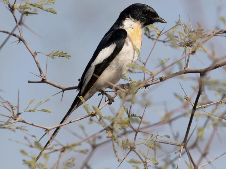 White-bellied Minivet