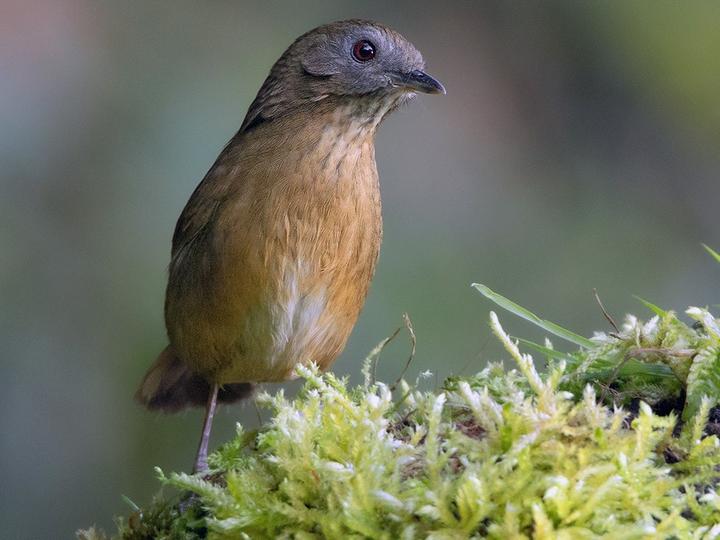 Spot-throated Babbler