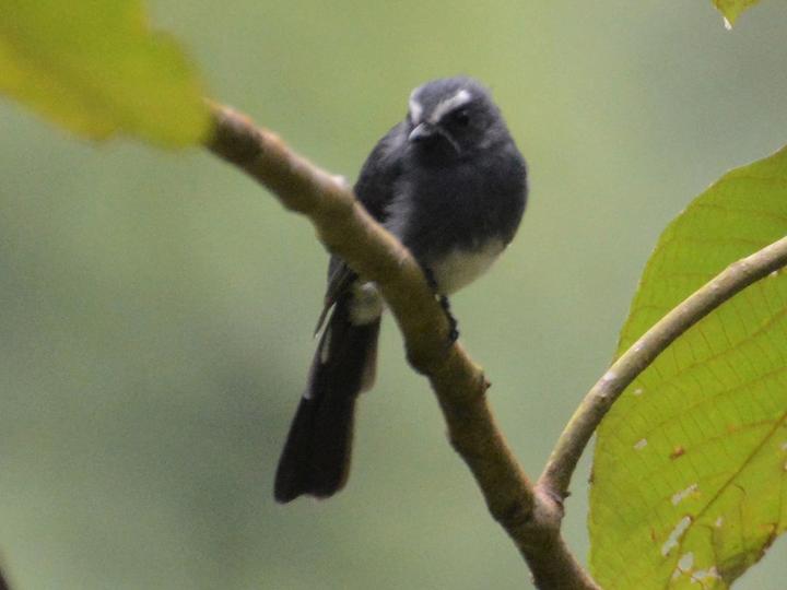 White-bellied Fantail