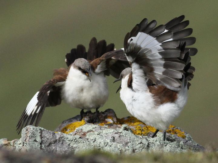 White-bellied Cinclodes