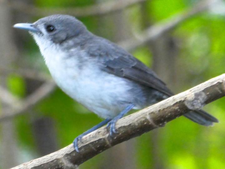 Rarotonga Monarch