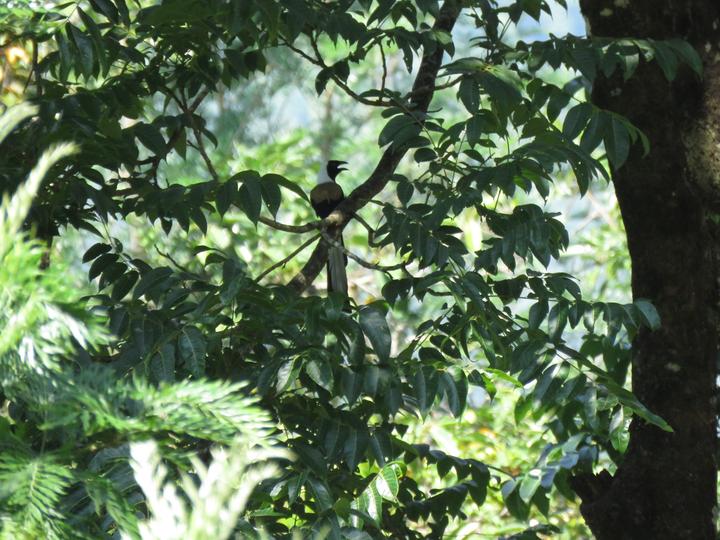 White-bellied Treepie