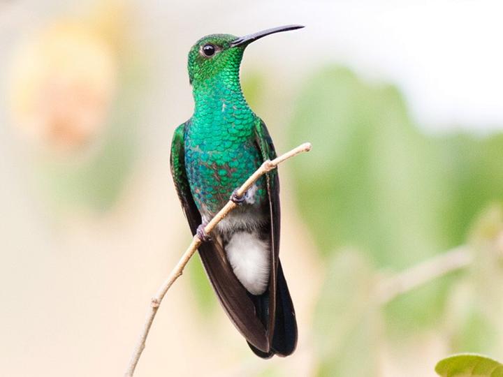 White-vented Plumeleteer
