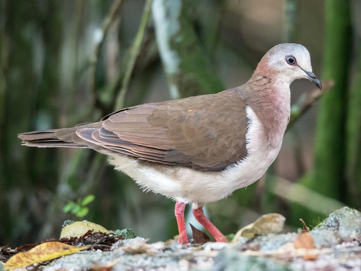 Caribbean Dove