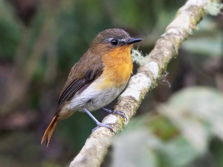 White-bellied Robin-Chat