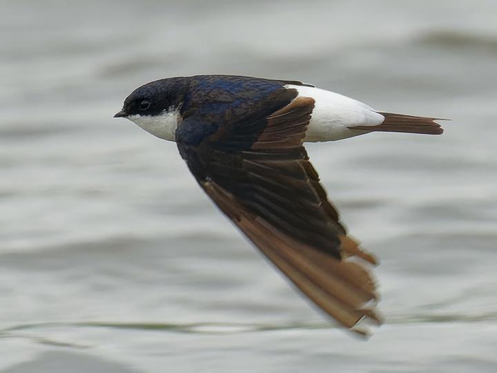 Siberian House Martin