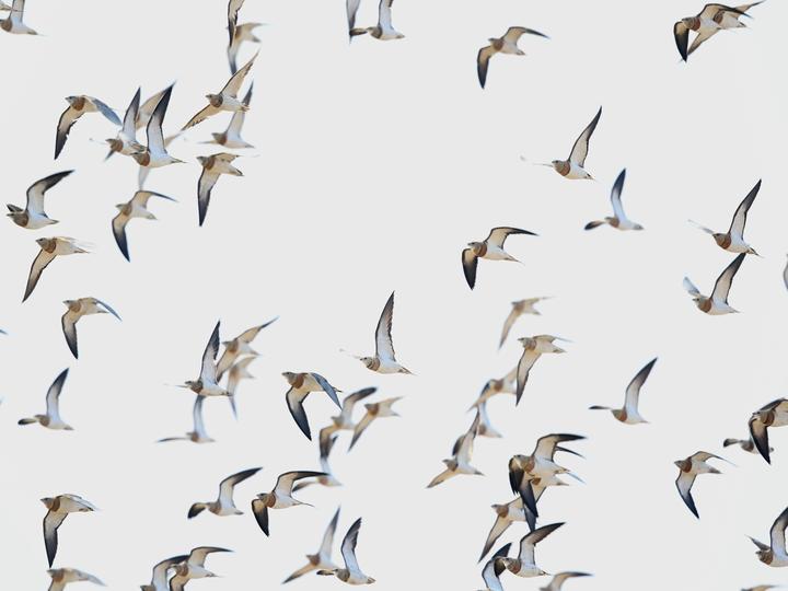 Pin-tailed Sandgrouse