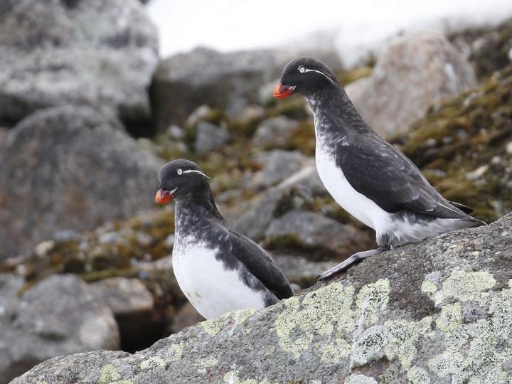 Parakeet Auklet