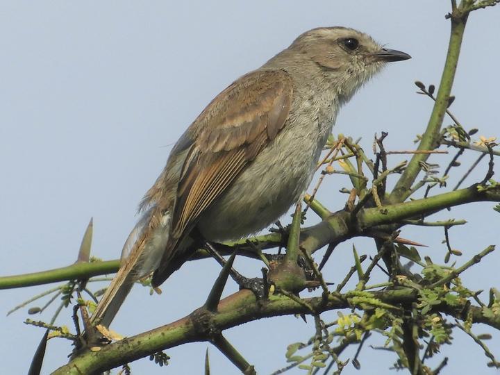 Tumbesian Tyrannulet