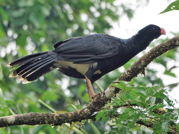 Salvin's Curassow