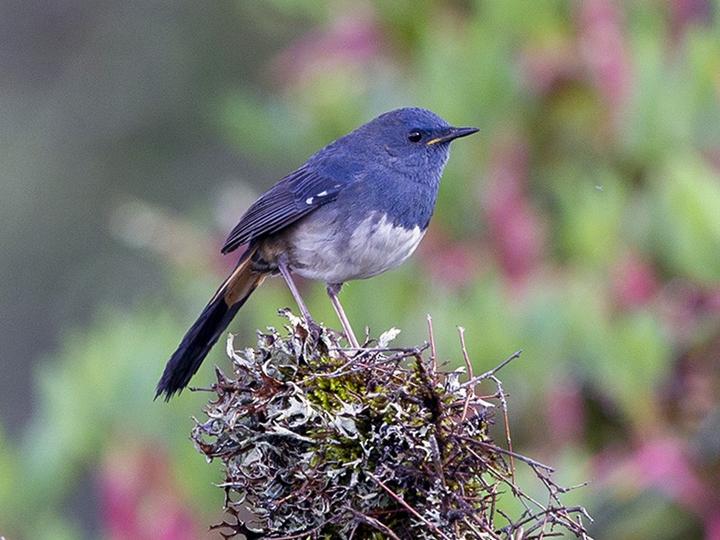 White-bellied Redstart