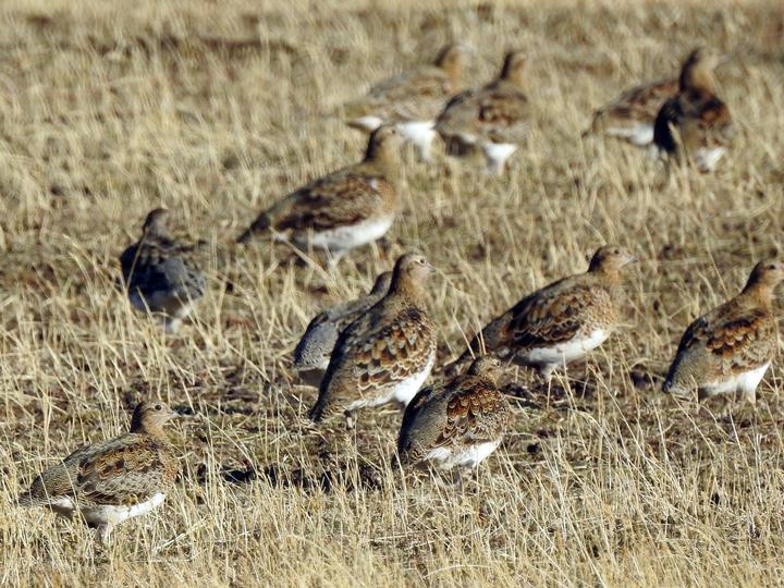 White-bellied Seedsnipe