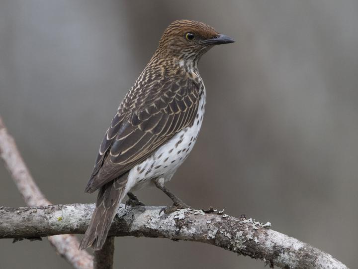 Violet-backed Starling