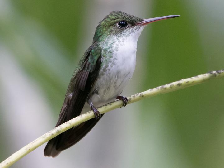 White-bellied Emerald