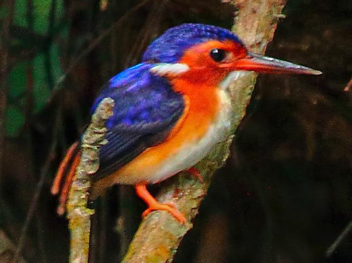 White-bellied Kingfisher