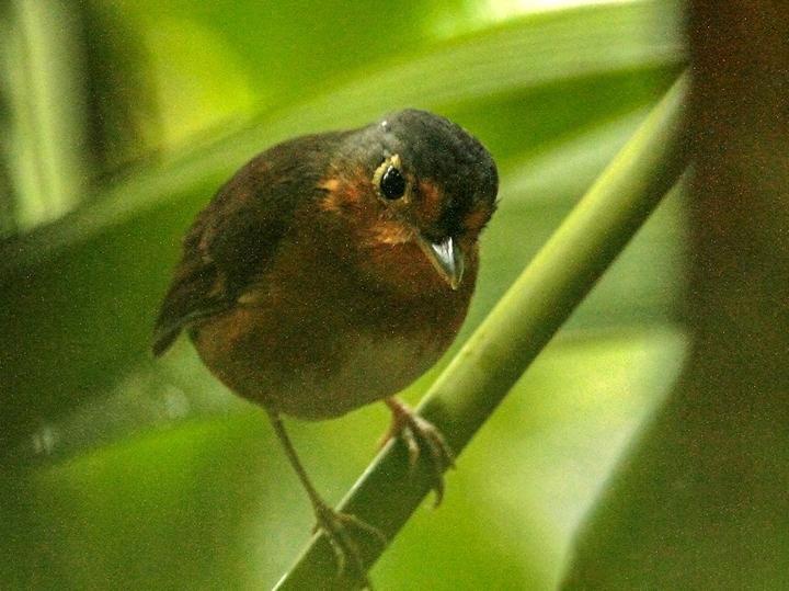Sucre Antpitta