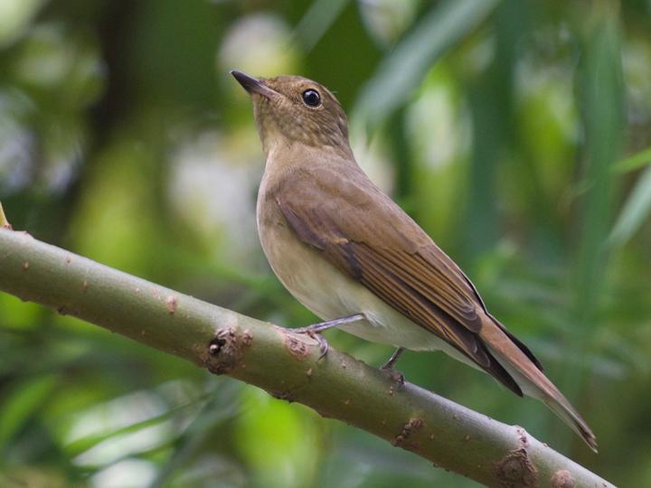 Blue-and-white Flycatcher