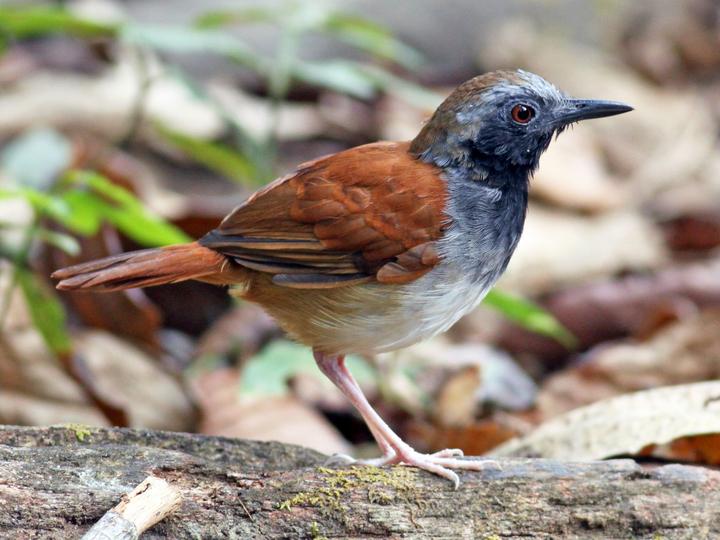 White-bellied Antbird