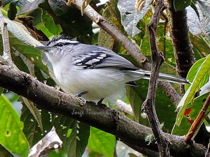 Creamy-bellied Antwren