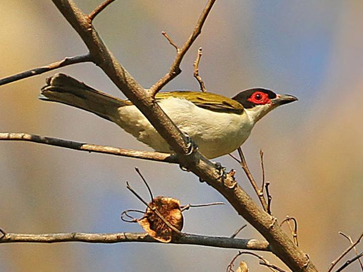 Wetar Figbird