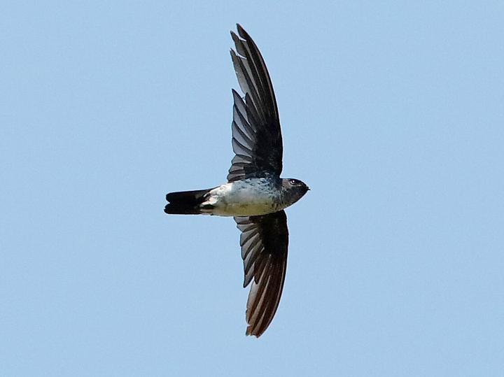 Glossy Swiftlet