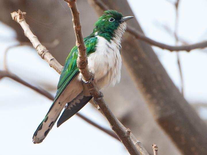 Klaas's Cuckoo