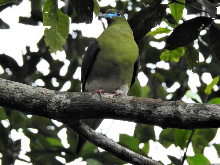 Yellow-vented Green Pigeon