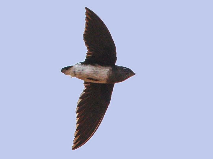 Cassin's Spinetail