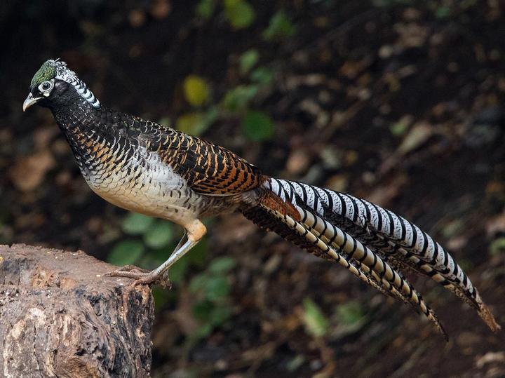 Lady Amherst's Pheasant