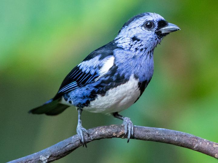White-bellied Tanager