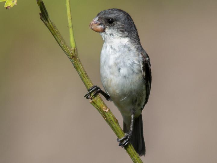 White-bellied Seedeater