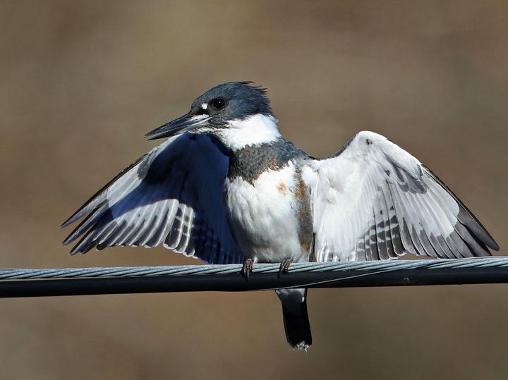 Belted Kingfisher