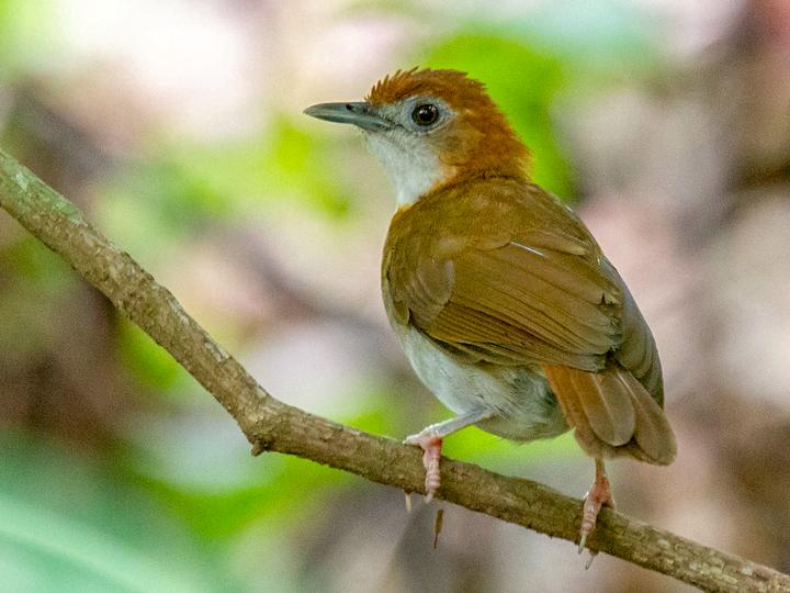 Spotted Thrush-Babbler