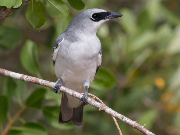 White-bellied Cuckooshrike