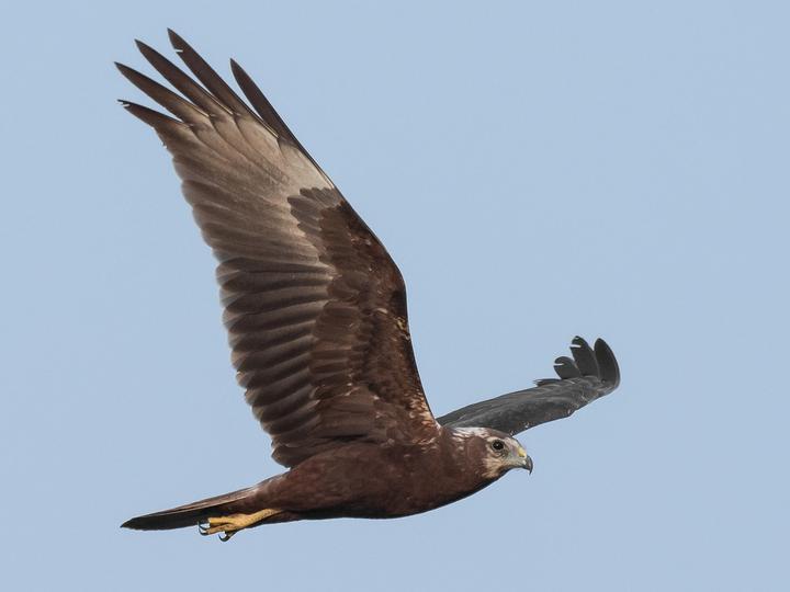 Eastern Marsh Harrier